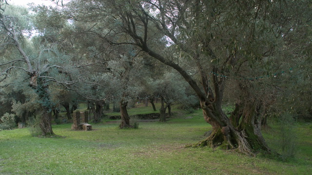 Grand parc d'oliviers centenaires - Cap Corse